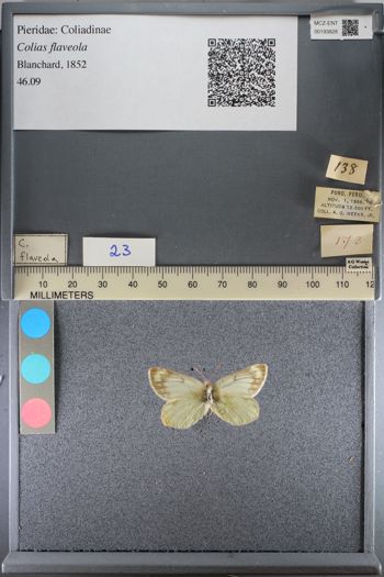 Media type: image;   Entomology 193828